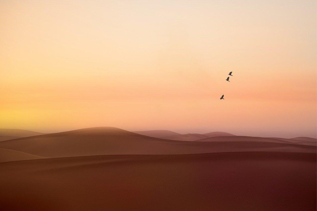 تجربة سفاري في الصحراء